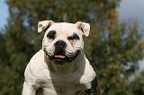 BOULEDOGUE AMERICAIN 307